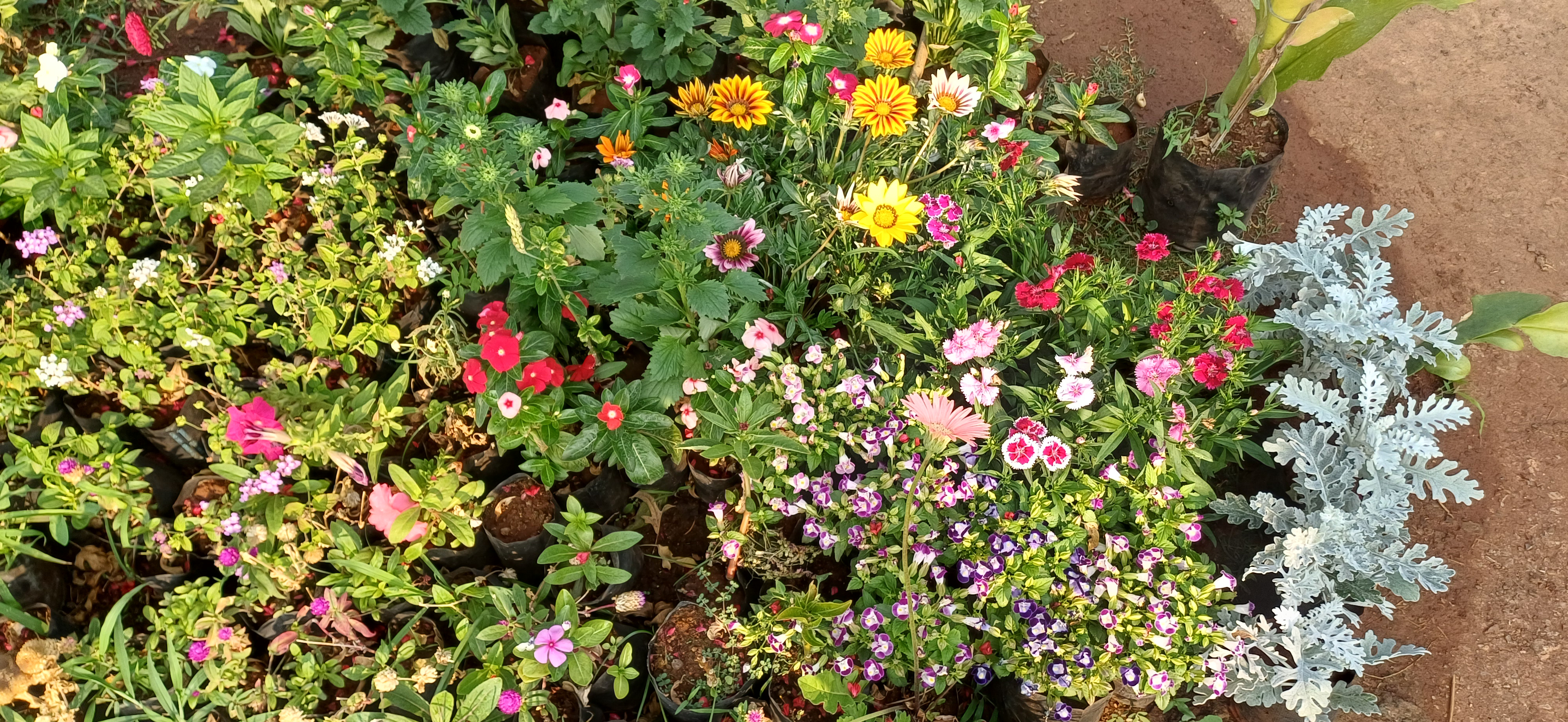 flower Plants Collection Maharashtra